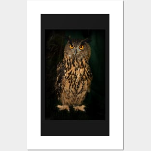 Portrait Of An Eagle Owl Posters and Art